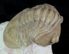 Onchometopus Volborthi - Very Rare Asaphid #89056-1